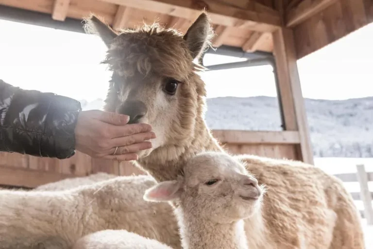 Innenansicht des Aparthotel Winklwiese