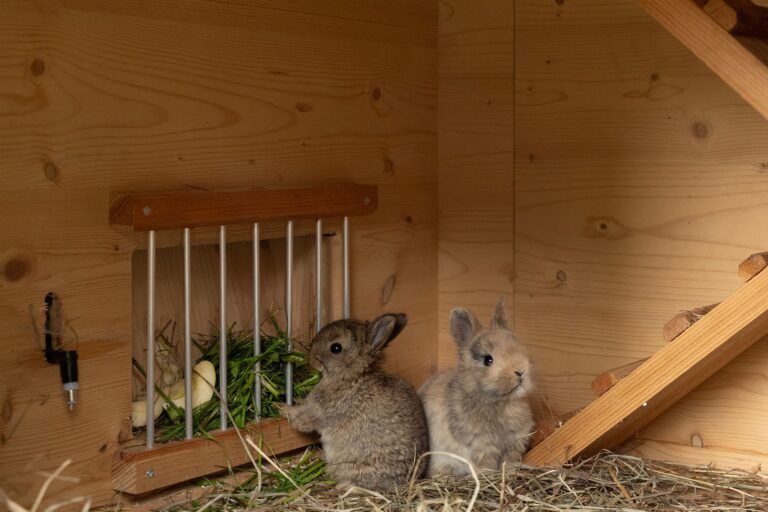 Bauernhof mit Hasen, Chalets Valsegg